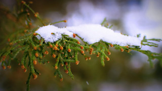 Snow branch buds macro christmas - branch free wallpaper
