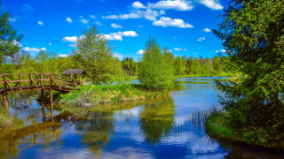 Wooden bridge river trees grass - beautiful landscape free wallpaper