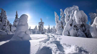 Snow forest sun footprints winter - the snow free wallpaper