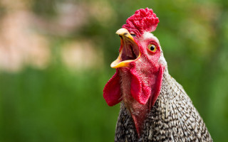 Rooster red comb yellow beak - yellow beak free wallpaper