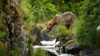 Brown bear walking river trees - a brown bear free wallpaper