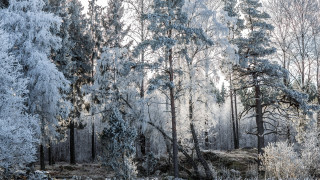 Snowy forest rock bench autumn - winter free wallpaper for desktop