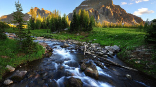 Lush forest stream mountain scenery - a stream free wallpaper