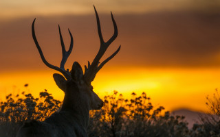 Deer antlers sunset trees fall - sunset free wallpaper