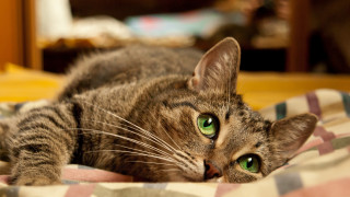 Cat green eyes bed photorealism - green eye free wallpaper