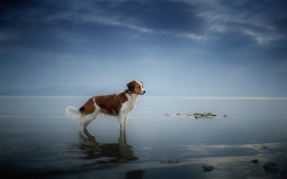 Dog water distance sky clouds - a sky background free wallpaper for desktop