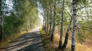 Forest road trees grass nature - fedot sychkov free wallpaper