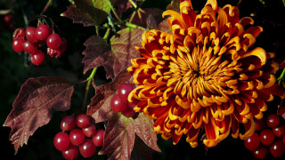 Flower leaves berries harvest vibrancy - leaf and berries free wallpaper