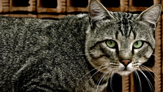 Black cat green eyes brick - caged free wallpaper