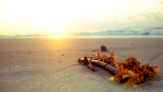 Sticks beach sunset ocean blurry - sandy free wallpaper