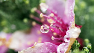 Flower water drops macro bokeh 2 - water droplet free wallpaper