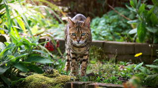 Cat forest blurry nature blueeyes - a long tail free wallpaper
