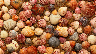 Colorful shells beach sand lanterns - rich deep color free wallpaper