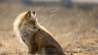 Furry dog field drygrass looking - dry free wallpaper