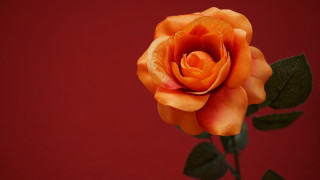 Orange rose green leaves red - a red wall free wallpaper