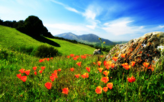 Flower field rock sky clouds - a rock in the middle of it free wallpaper