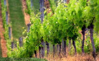 Vineyard trees green leaves blurry - a row of trees free wallpaper