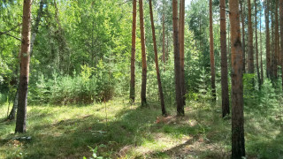 Primitivism forest trees grass sunlight - auseklis ozol free wallpaper