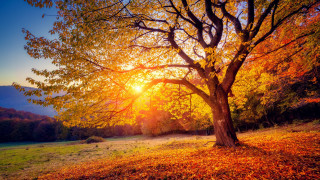 Autumn tree sunset leaves forest - the ground and grass free wallpaper