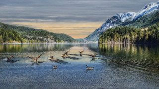 Ducks lake mountains trees cloudy - mountain and trees free wallpaper for desktop