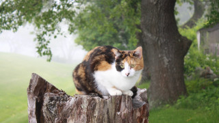 Cat post park misty blurry - a tree trunk free wallpaper