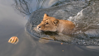 Lion swimming jellyfish open mouthed - a jellyfish free wallpaper