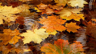 Autumn leaves water puddle ecological - ecological art free wallpaper