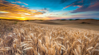 Wheat field sunset clouds hills - heavy grain free wallpaper