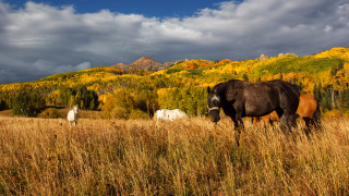 Horse field mountains clouds sunset - free autumn wallpaper