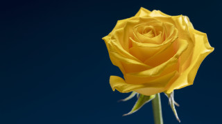 Yellow rose blue sky thin - thin free wallpaper