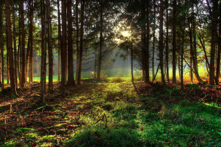 Forest sunbeam path cityscape nature - forest free wallpaper
