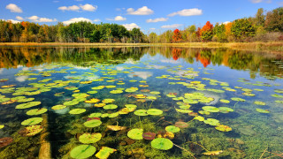 Lake lily pads trees blue - blue sky free wallpaper