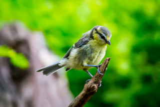 Small bird branch forest green - a small bird free wallpaper