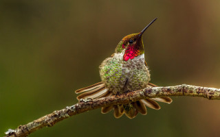 Hummingbird perches forest macro award - clara miller burd free wallpaper