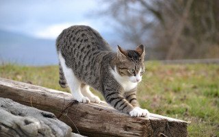 Cat log grass sky tree - dynamic pose free wallpaper