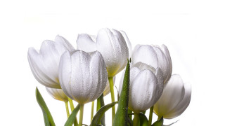 White flowers water droplets green - white flower free wallpaper