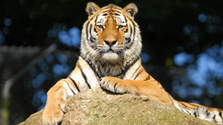 Tiger rock forest blurry depth 2 - a tiger free wallpaper