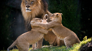 Lions playing field grass trees - its hind leg free wallpaper