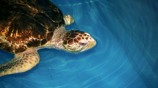 Turtle swimming pool water reflection - free textures wallpaper