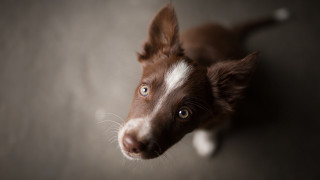 Brown white dog sad look - its face and nose free wallpaper