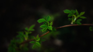 Branch green leaves night shallow - claire dalby free wallpaper