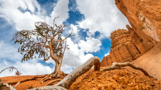 Desert tree rock formation cloudy - free nature wallpaper