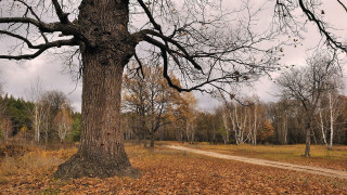 Woodland dirt road autumn leaves - a woodcut free wallpaper