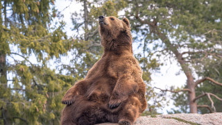 Brown bear rock trees forest - tree and a forest in the background free wallpaper