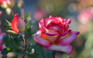 Pink rose garden bokeh macro 4 - a pink rose free wallpaper