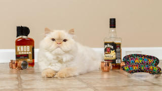 Cat booze stilllife product photo - the floor next free wallpaper