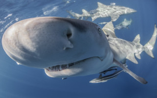 Sharks ocean toothpick rayonism puzzle - andrew geddes free wallpaper