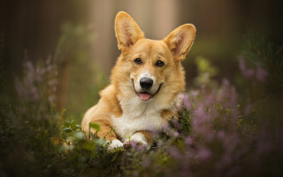 Dog flower field blurry background - a field of flowers free wallpaper