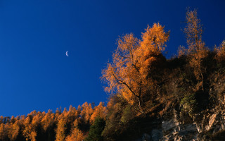 Orange leaves hill moon trees - the hillside free wallpaper