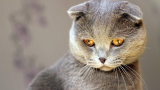 Cat yellow eyes looking at - a wall behind free wallpaper
